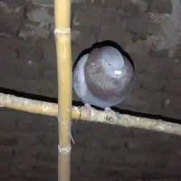 تعدادی کبوتر پرشی|پرنده|کوهدشت, |دیوار