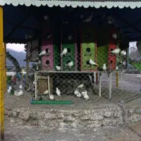 ۱۰۰تا۱۵۰کبوترویک جفت الاغ ویک اسب نر