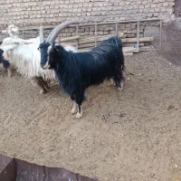 نربز|حیوانات مزرعه|شریفآباد, |دیوار