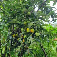 فروش خرمالو بالای دو تن|خدمات باغبانی و درختکاری|لاهیجان, آهندان|دیوار
