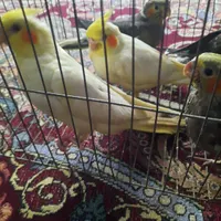 جوجه عروس هلندی  دان خور