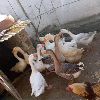 مرغ خروس بلدرچین غاز|حیوانات مزرعه|سنگر, |دیوار