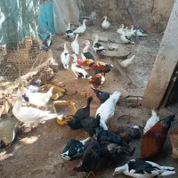 فروش اردک و مرغ ،یکجا|حیوانات مزرعه|سنگدوین, |دیوار
