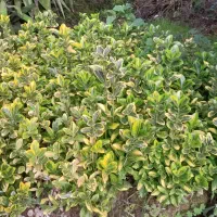 شمشاد های برگ ریز سبز و طلایی