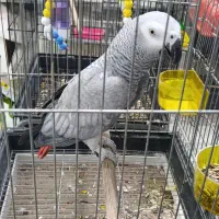 انواع پرنده گرینچیک، خورشیدی، عروس، قناری، فنچ