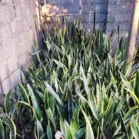 گل سانسوریا