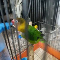 طوطی برزیلی