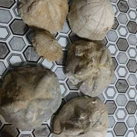 فسیل صدف|کلکسیون اشیاء عتیقه|تفرش, |دیوار