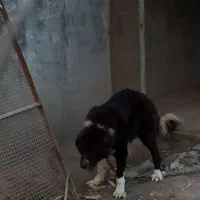 سگ نگهبان قهدرجانی قهدرجونی