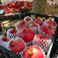 انار مجلسی|خوردنی و آشامیدنی|شیراز, میانرود|دیوار