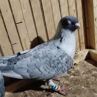 موشی نقره‌ای|پرنده|گنبد کاووس, |دیوار