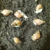 8 باکس حلزون و حلزون