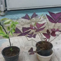 حراج گل