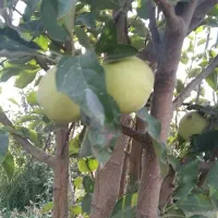 زمین به متراژ ۳۸۰ متر