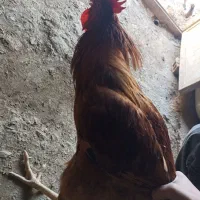 دو عدد خروس کردی خوش قیافه