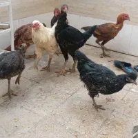 6عدد لاری ومرغ کاکلی