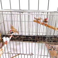 فنچ نر|پرنده|سبزوار, قصبه شرقی|دیوار