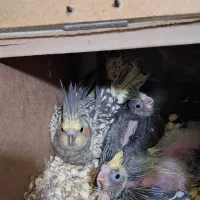 یک جفت عروس هلندی مولد جوان باسه تا جوجه|پرنده|کاشمر, |دیوار