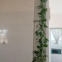 گل خانگی زیبا