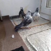 سه عدد کفتر پرشی خال ساعتی ملقی عتیقه|پرنده|فولادشهر, مسکن مهر فولادشهر|دیوار