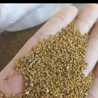 بذر علف محلی