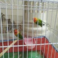 طوطی برزیلی مولد|پرنده|کازرون, |دیوار