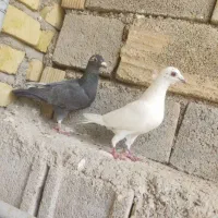 دوتا ماده کاسکویی و گلی قابل ارسال به همه نقاط..