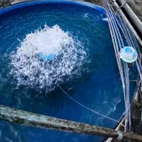 بچه ماهی قزل آلا اسپانیا