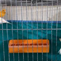 تعدادی قناری نروماده