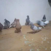 بهبهانی|پرنده|شیراز, شهرک گلستان|دیوار
