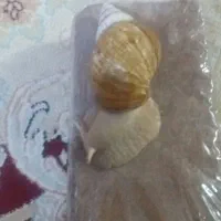 حلزون|لوازم جانبی حیوانات|زرند, |دیوار