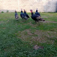 بوقلمون محلی|حیوانات مزرعه|سنگر, |دیوار