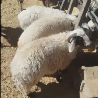 بره نر