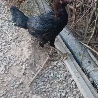 مرغ لاری شامو اوشامو افغان|حیوانات مزرعه|تهران, تهرانسر مرکزی|دیوار