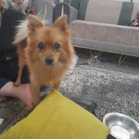 سلام سگ شیتز فلت وتوله معاوضه میکنم با پرنده|سگ|مشهد, رسالت|دیوار