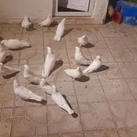 کبوتر زینتی سفید کاکلی