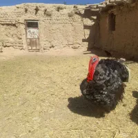 بقلمو فروشی