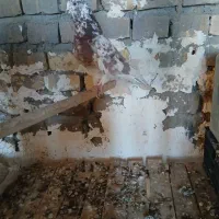 کفتر نر ۵ ساعته|پرنده|اردکان, |دیوار