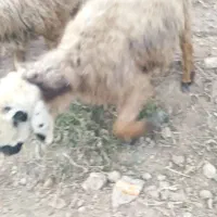 میش و بره|حیوانات مزرعه|درودزن, |دیوار