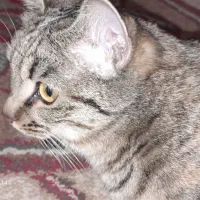 گربه دی اس اچ|گربه|شیراز, کوشک میدان|دیوار