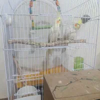 جفت عروس هلندی