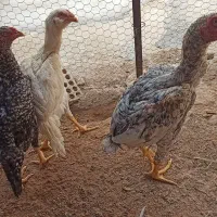 فروش خروس لاری