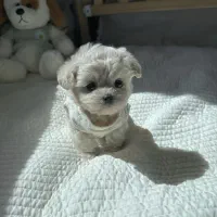 توله فنجونی|سگ|بم, |دیوار