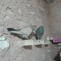 1جفت تاب بدون نقص درحمیدیه