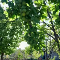 فروش باغ|فروش خانه و ویلا|یامچی, |دیوار