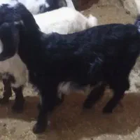 شیر بز طبیعی ارگانیک کاملا