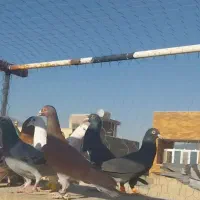 دسته کبوتر پلاکی نر|پرنده|پیر بکران, |دیوار