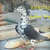 سینه سفید ماده