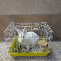 خرگوش بازی گوش ماده