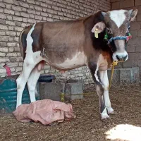اهواز گمبوعه بزرگ روستای شرطاق یک